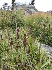 Liatris helleri