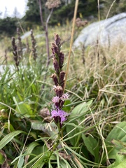 Liatris helleri