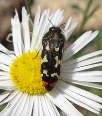 Acmaeodera amabilis