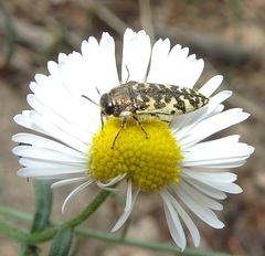 Acmaeodera decipiens
