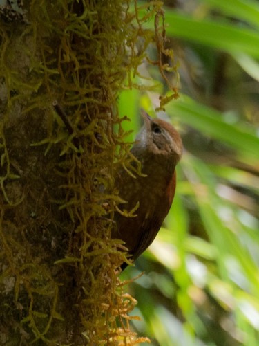 Margarornis rubiginosus