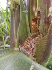 Asterocampa celtis antonia