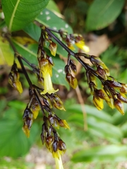 Palicourea macrocalyx