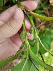 Palicourea macrocalyx