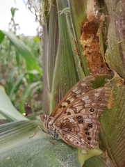 Asterocampa celtis antonia