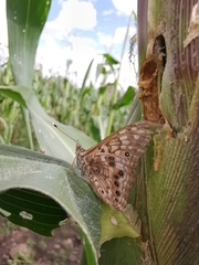 Asterocampa celtis antonia