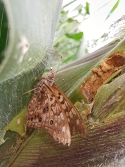 Asterocampa celtis antonia