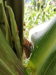 Asterocampa celtis antonia