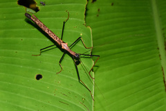 Pseudophasma bispinosum