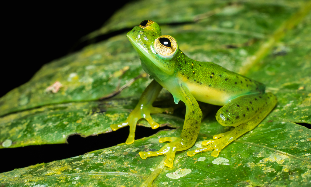 Emerald Glass Frog in September 2020 by David Monroy R · iNaturalist