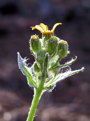Senecio integerrimus major
