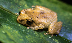 Pristimantis palmeri