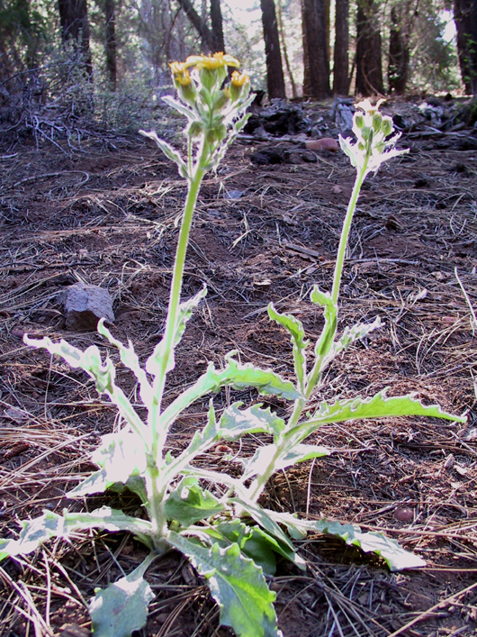 Senecio integerrimus var. major
