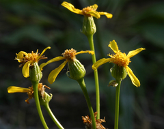 Senecio integerrimus major