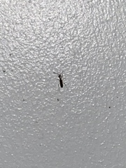 Myodocha serripes