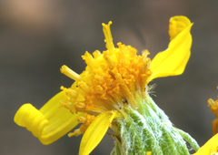 Senecio integerrimus major