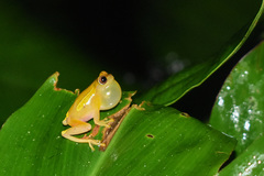 Dendropsophus bifurcus