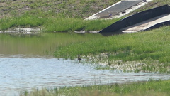 Dendrocygna autumnalis