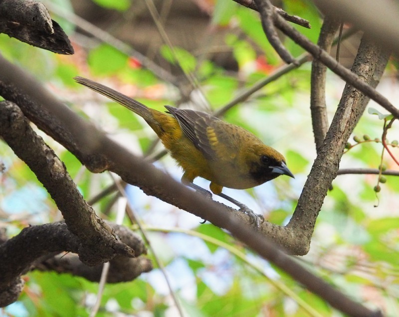 Icterus melanopsis