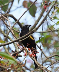 Icterus melanopsis