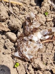 Colubridae