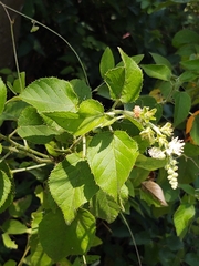 Croton ciliatoglandulifer