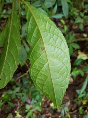 Image of Sloanea brenesii