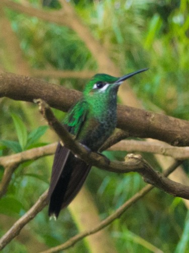 Green-crowned Brilliant