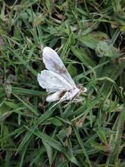 Palpita flegia