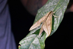 Xylophanes anubus