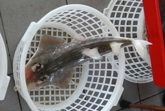 Taiwanese Wedgefish photo 4