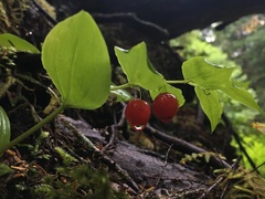 Streptopus streptopoides