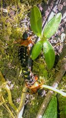 Staphylinus caesareus