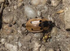 Dendroxena quadrimaculata