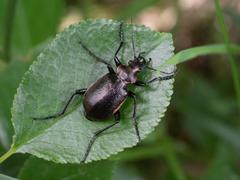 Lesser Searcher Beetle - Photo (c) carnifex, some rights reserved (CC BY), uploaded by carnifex