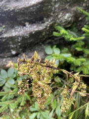 Stenanthium leimanthoides