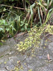 Stenanthium leimanthoides