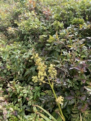 Stenanthium leimanthoides