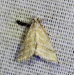 Leptosteges parthenialis