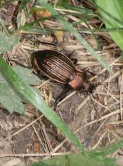 Carabus ulrichii