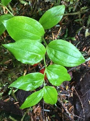 Streptopus streptopoides