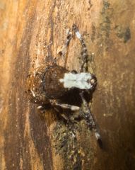 Platystomos albinus