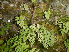 Cryptogramma stelleri