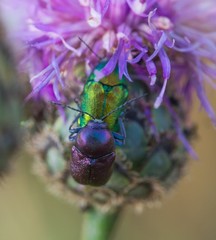Cryptocephalus sericeus