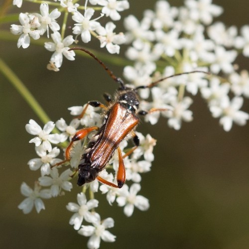 Stenopterus rufus photo 3