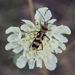 Chlorophorus varius