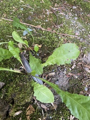Taraxacum officinale