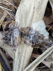 Colubridae