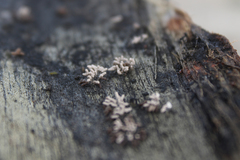 Fungi