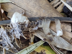 Colubridae